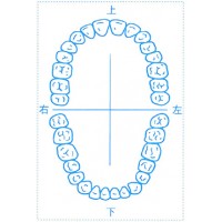 シャチハタ 医療用人体図　「歯-1」　角型印4050号（40x50mm）病院/医院/整骨院/ゴム印/スタンプ