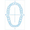 シャチハタ 医療用人体図　「歯-1」　角型印5075号（50x75mm）病院/医院/整骨院/ゴム印/スタンプ