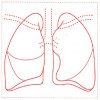 シャチハタ 医療用人体図　「肺」　角型印30号（30x30mm）病院/医院/整骨院/ゴム印/スタンプ