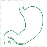 シャチハタ 医療用人体図　「胃」　角型印30号（30x30mm）病院/医院/整骨院/ゴム印/スタンプ