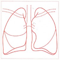 シャチハタ 医療用人体図　「肺」　角型印30号（30x30mm）病院/医院/整骨院/ゴム印/スタンプ